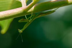 Fujifilm X-T5 | Fujinon XF 55-200mm f3.5-4.8 R LM OIS | 200mm (300mm) | 1/300 sec | f/11 | ISO 1250 Week 35 – Praying Mantis