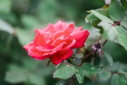 Fujifilm X-T1 | Helios-44 58mm f2 (13 Blades) | 58mm (87mm) | 1/280sec | f/2 | ISO 400 The Rose