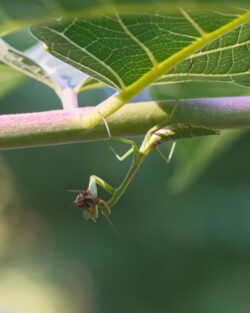 Fujifilm X-T5 | Rokinon 100mm f2.8 ED UMC Macro | 100mm (150mm) | 1/150 sec | f/8 | ISO 4000 Week 36 - Praying Mantis Eating a Fly