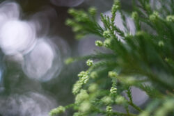 Biotar Bokeh with a Tree