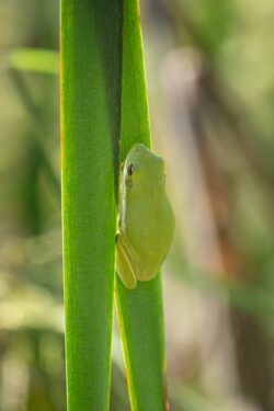 Fujifilm X-T5 | Fujinon XF 55-200mm f3.5-4.8 R LM OIS | 200mm (300mm) | 1/300 sec | f/4.8 | ISO 160 Project 52 - Week 40 - Green Tree Frog