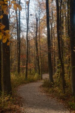 Fujifilm X-T5 | Jupiter-8 50mm f2 (M39) | 50mm (75mm) | 1/75sec | ISO 160 Week 45 – Fall Forrest in the Morning