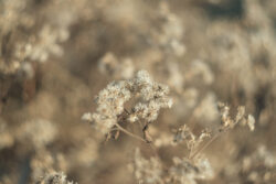 Swirly winter Bokeh