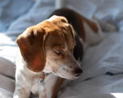 Fujifilm X-T5 | TTArtisan 75mm f1.5 | 75mm (113mm) | 1/210sec | ISO 125 Week 48 – Betty the Beagle