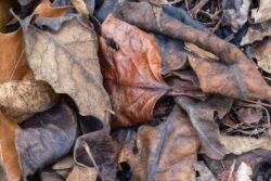 Fujifilm X-T5 | Laowa 65mm f/2.8 2x Ultra Macro APO | 65mm (98mm) | 1/100sec | ISO 1250 Week 50 - Fall Leaves