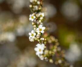 Fujifilm X-T5 | Fujinon XF 60mm f2.4 R Macro | 60mm (90mm) | 1/2000 sec | f/2.4 | ISO 125 Week 12 - Shallow depth of field
