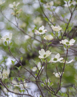 Dogwood Bokeh Bubbles