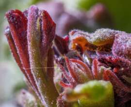 Fujifilm X-T5 | Laowa 65mm f/2.8 2x Ultra Macro APO | 65mm (98mm) | 1/100sec | ISO 400 Week 15 - Detail