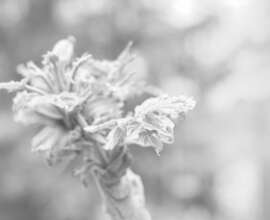 Fujifilm X-T5 | Helios-44 58mm f2 (13 Blades) | 58mm (87mm) | 1/60sec | ISO 400 Week 16 - Overexposure