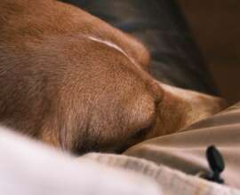 Fujifilm X-T5 | Voigtländer Nokton 50mm f1.2 | 50mm (75mm) | 1/35 sec | f/4 | ISO 12800 Week 21 - High ISO - Lucy sleeping next to me