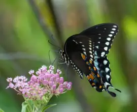 Fujifilm X-T5 | Fujinon 55-200mm f/3.5-4.8 R LM OIS | 200mm (300mm) | 1/240 sec | f/5.6 | ISO 250 Week 31 - Spicebush Swallowtail
