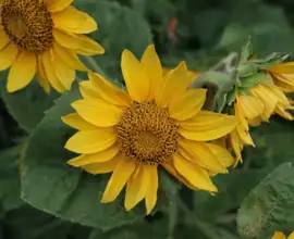 Fujifilm X-T5 | Fujinon XF 35mm f1.4 R | 35mm (53mm) | 1/680 sec | f/3.6 | ISO 125 Week 32 - Sunflowers
