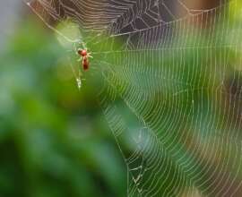 Fujifilm X-T5 | Fujinon 55-200mm f/3.5-4.8 R LM OIS | 200mm (300mm) | 1/300 sec | f/5.6 | ISO 1000 Week 33 - Spiderweb