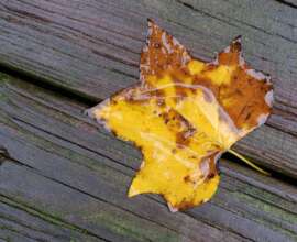 Fujifilm X-T5 | Fujinon XF 35mm f1.4 R | 35mm (53mm) | 1/50 sec | f/4 | ISO 500 Week 36 - Yellow Leaf