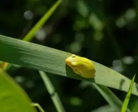 Fujifilm X-T5 | Fujinon 55-200mm f/3.5-4.8 R LM OIS | 200mm (300mm) | 1/300 sec | f/7.1 | ISO 250 Week 37 - Yellow Tree Frog