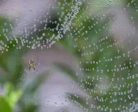 Week 34 - Spider with water pearls