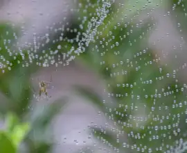 Fujifilm X-T5 | Fujinon 55-200mm f/3.5-4.8 R LM OIS | 200mm (300mm) | 1/300 sec | f/5.6 | ISO 5000 Week 34 - Spider with water pearls