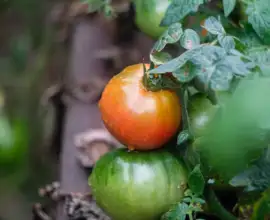 Fujifilm X-E3 | Helios-44 58mm f2 (13 Blades) | 58mm (87mm) | 1/60sec | ISO 500 Week 41 - Tomatoes on a vine