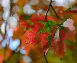 Fujifilm X-T5 | Voigtländer Macro APO Ultron 35mm f2 | 35mm (53mm) | 1/340 sec | f/2 | ISO 125 Week 42 - Fall Colors