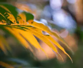 Fujifilm X-T5 | Fujinon XF 60mm f2.4 R Macro | 60mm (90mm) | 1/90 sec | f/2.4 | ISO 1000 Week 43 - More Fall Colors