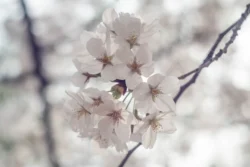 Helios 44 (13 Blades) White Cherry Blossoms (Helios 44 13 Blades)