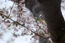 Jupiter 11 Pink Cherry Blossoms (Jupiter 11)