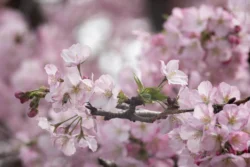 Jupiter 11 Pink Cherry Blossoms (Jupiter 11)