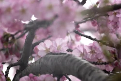 Jupiter 11 Pink Cherry Blossoms (Jupiter 11)