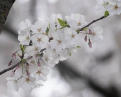 Helios 44 (13 Blades) White Cherry Blossoms (Helios 44 13 Blades)