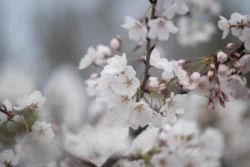 Jupiter 11 White Cherry Blossoms (Jupiter 11)
