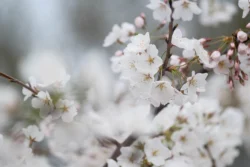 Jupiter 11 White Cherry Blossoms (Jupiter 11)