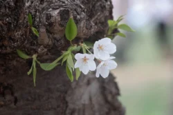 Jupiter 11 White Cherry Blossoms (Jupiter 11)