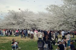 Helios 44 (13 Blades) The crowd at the Cherry Blossoms (Helios 44)