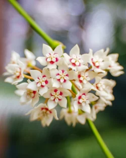 Fujifilm X-E1 | Lensbaby Sweet 35 | 35mm (53mm) | 1/125 sec | ISO 200 Flower Portrait: Hoya Carnosa (Wax Plant)