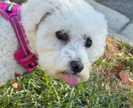 iPhone 15 Pro Max | 6.67mm (48mm) | 1/800 sec | f/1.8 | ISO 64 Week 46 - Georgie Bichon Frisee