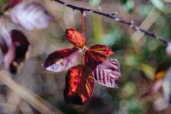 Fujifilm X-T5 | TTArtisan 100mm f2.8 | 100mm (150mm) | 1/400sec | ISO 125 Project 52 2024 - Fall