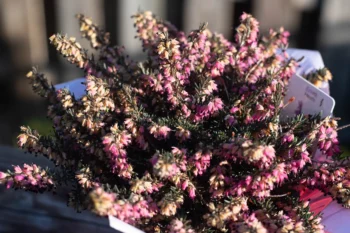 Heather close up