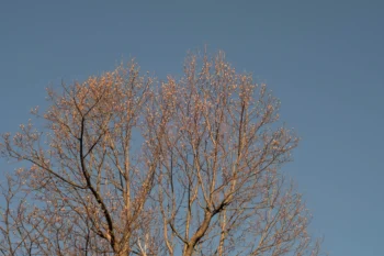 Trees at medium distance