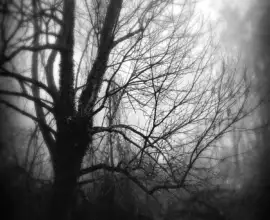 Hipstamatic (Loftus Lens, AO BW Film) iPhone 15 Pro Max | 6.76mm (36mm) | 1/120 sec | f/1.8 | ISO 128 Week 49 - Foggy Winter Morning