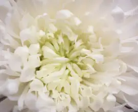 Fujifilm X-T5 | Voigtländer Macro APO Ultron 35mm f2 | 35mm (53mm) | 1/105 sec | f/4 | ISO 125 Week 51 - White Dahlia