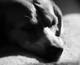 Fujifilm X-T5 | Lensbaby Double Glass II | 50mm (75mm) | 1/300 sec | ISO 125 Week 52 - Lucy Noir
