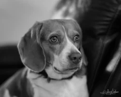 Week 1 - Beagle Lucy