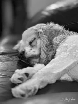 Week 2 - Lexi, the lovely Cocker Spaniel