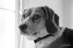 Week 3 - Betty the Regal Beagle