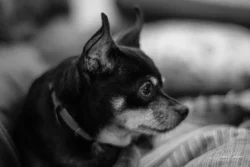 Week 4 - Maggie Mae - Mini Pinscher