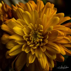 Olympus E-510 | Auto Revuenon MC 50mm f1.7 | 50mm (100mm) | 1/100sec | ISO 400 ) Yellow Gerbera