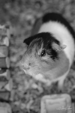 Week 6 - Freckles our Guinea Pig