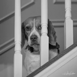 Week 8 - Peekaboo (Lucy)