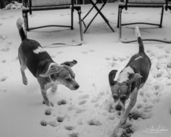 Week 9 - Beagles and Snow