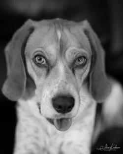 Week 10 - My Goofy Beagle Betty